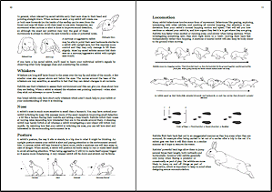 rabbit body language