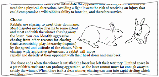 rabbit behaviour chasing