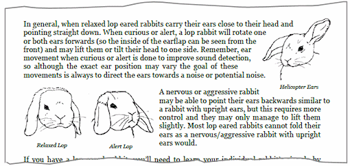 rabbit body language