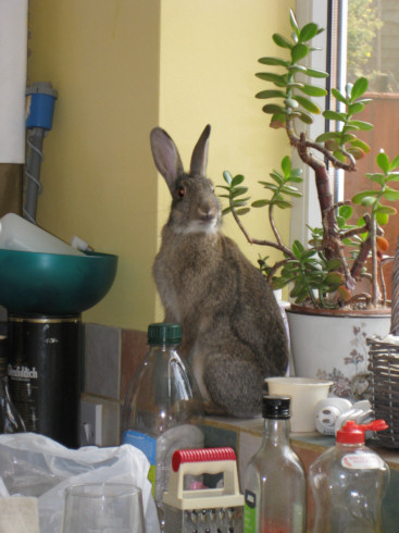 scamp window sill