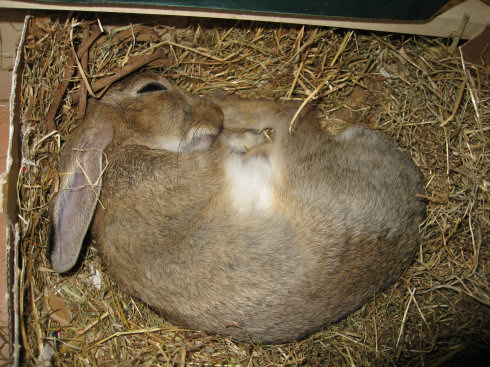 sleeping rabbit