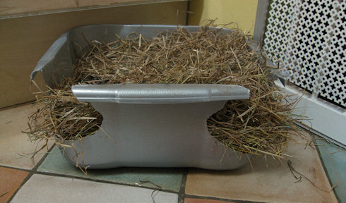 old litter tray
