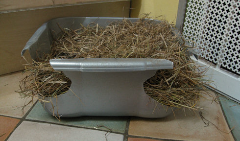 old litter tray old litter tray