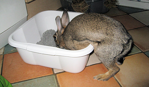 new litter tray new litter tray