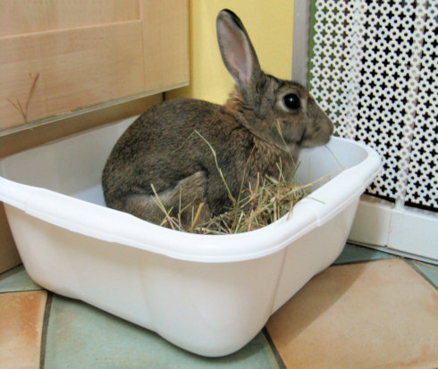 rabbit litter tray