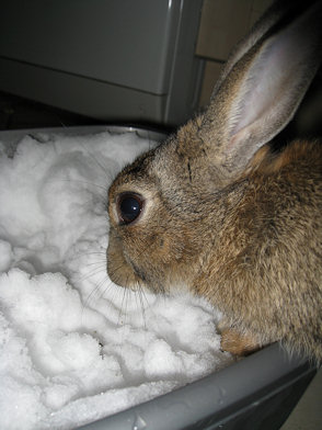 Snow Rabbit 1