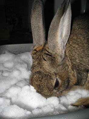 Snow Rabbit 2