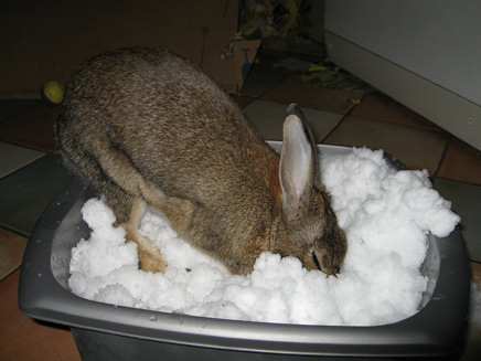 Snow Rabbit 3