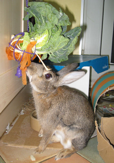 Rabbit Vegetables