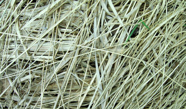 rabbit hay rabbit hay