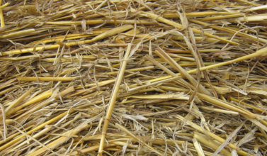 rabbit straw rabbit straw