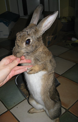 rabbit tummy