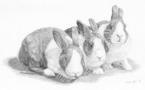 Dutch Rabbit Drawing