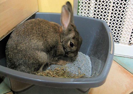 rabbit litter tray