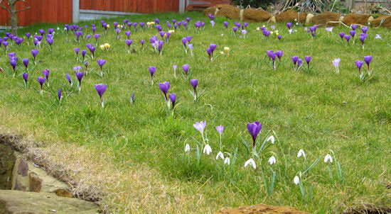 purple crocus flowers