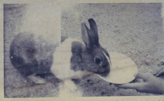 Roderick Rabbit 1960s