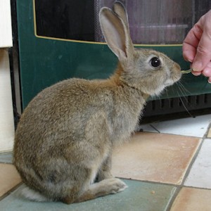 Scamp aged 9 weeks