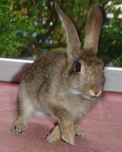 Scamp aged 12 weeks