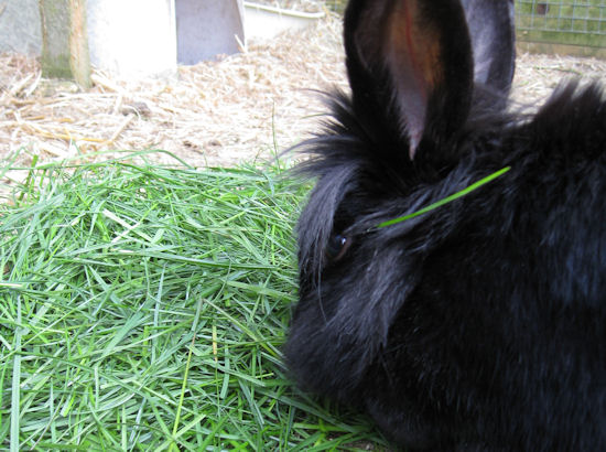 Gypsy eating grass