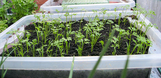 Dig In carrots Dig In carrots