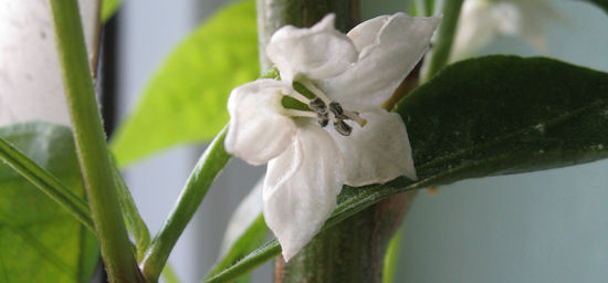 Sweet pepper flower