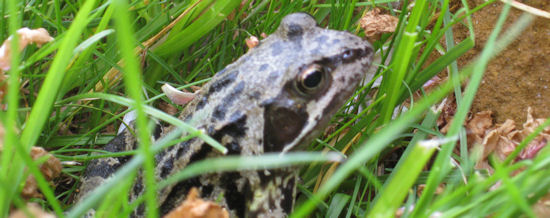 frog in grass