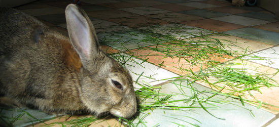 rabbit eating grass