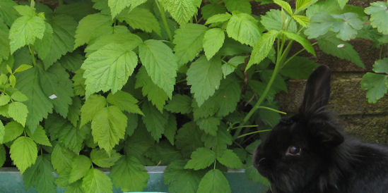 rabbit eating raspberries