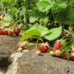 cambridge favourite strawberries