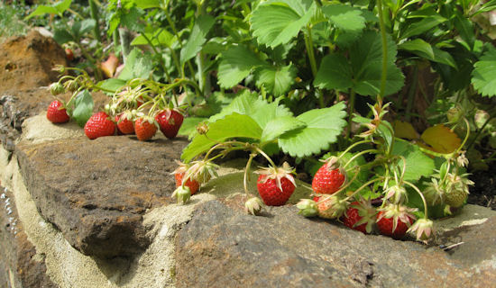 cambridge favourite strawberries