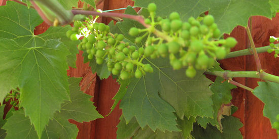 grape vine