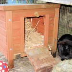 rabbit run shelter