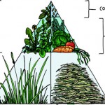 On the left a wild rabbit’s diet on the right pet rabbits. In general, a pet rabbit’s diet should include a large amount of hay or grass, a moderate amount of other fresh plants and only a small amount of commercial dry food.