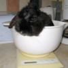 Weighing a rabbit