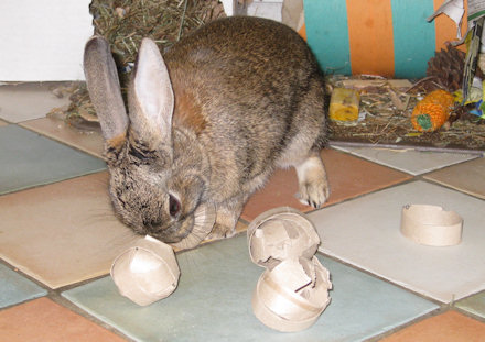 rabbit toys for rabbits