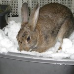 snow digging box