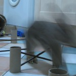 jumping rabbit