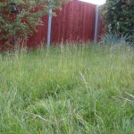 Long grass