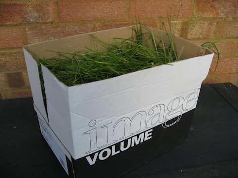 cut grass