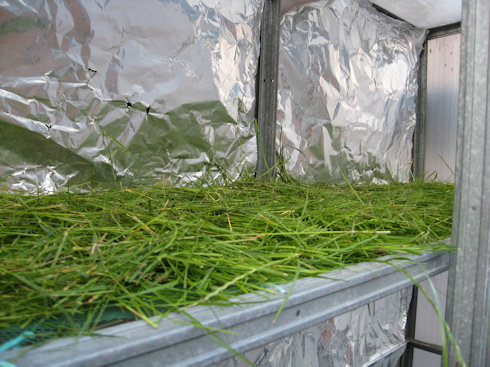 cut grass drying