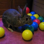 Enrichment toys