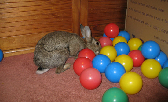 toys for bunnies to play with