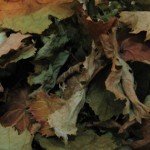 autumn leaves