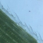 blade of grass magnified