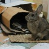 Scamp sitting on a grass mat, just outside his warren entrance (cardboard tunnel).