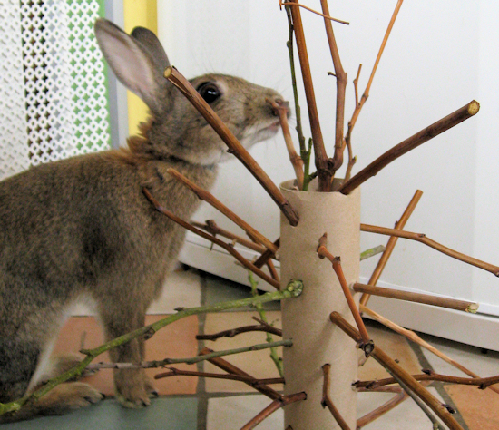 diy rabbit enrichment