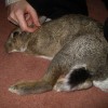 flopped rabbit