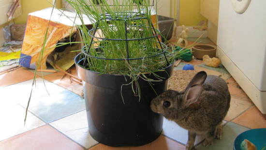 bunny-planter.jpg