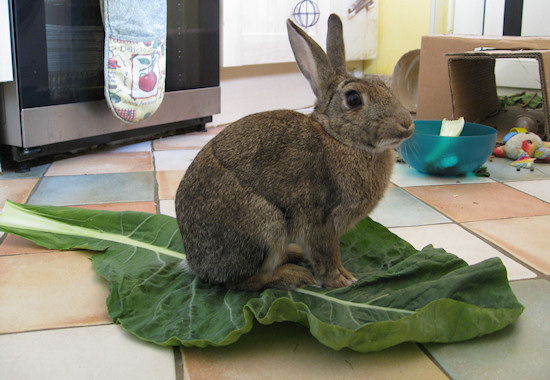 Wait, so I just poop a lot and it makes snacks bigger than me!