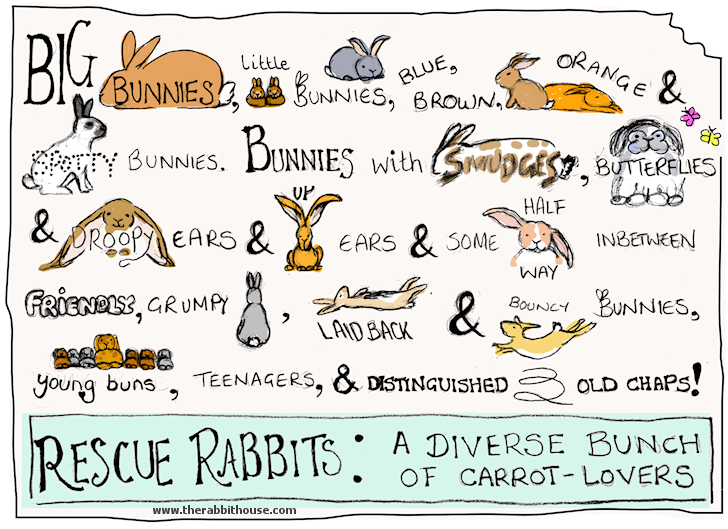 rescue rabbit breeds